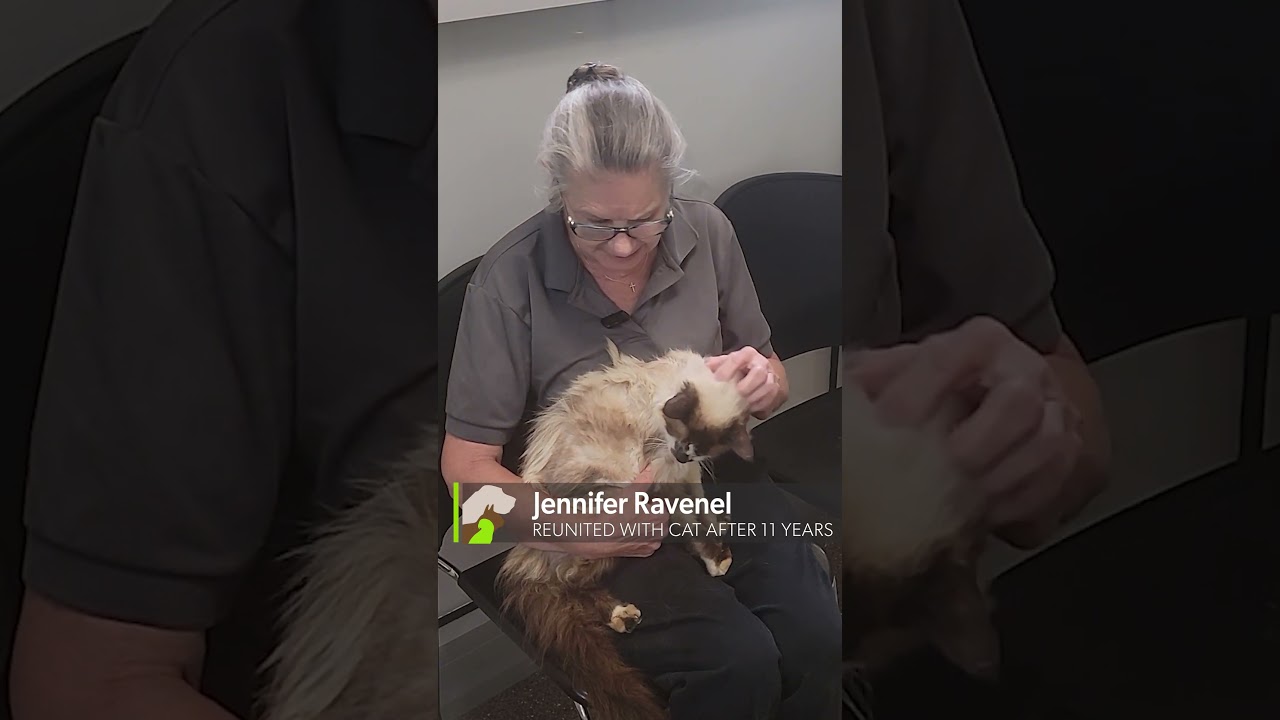 TEARS FLOW AS CAT REUNITES WITH OWNER AFTER 11 YEARS