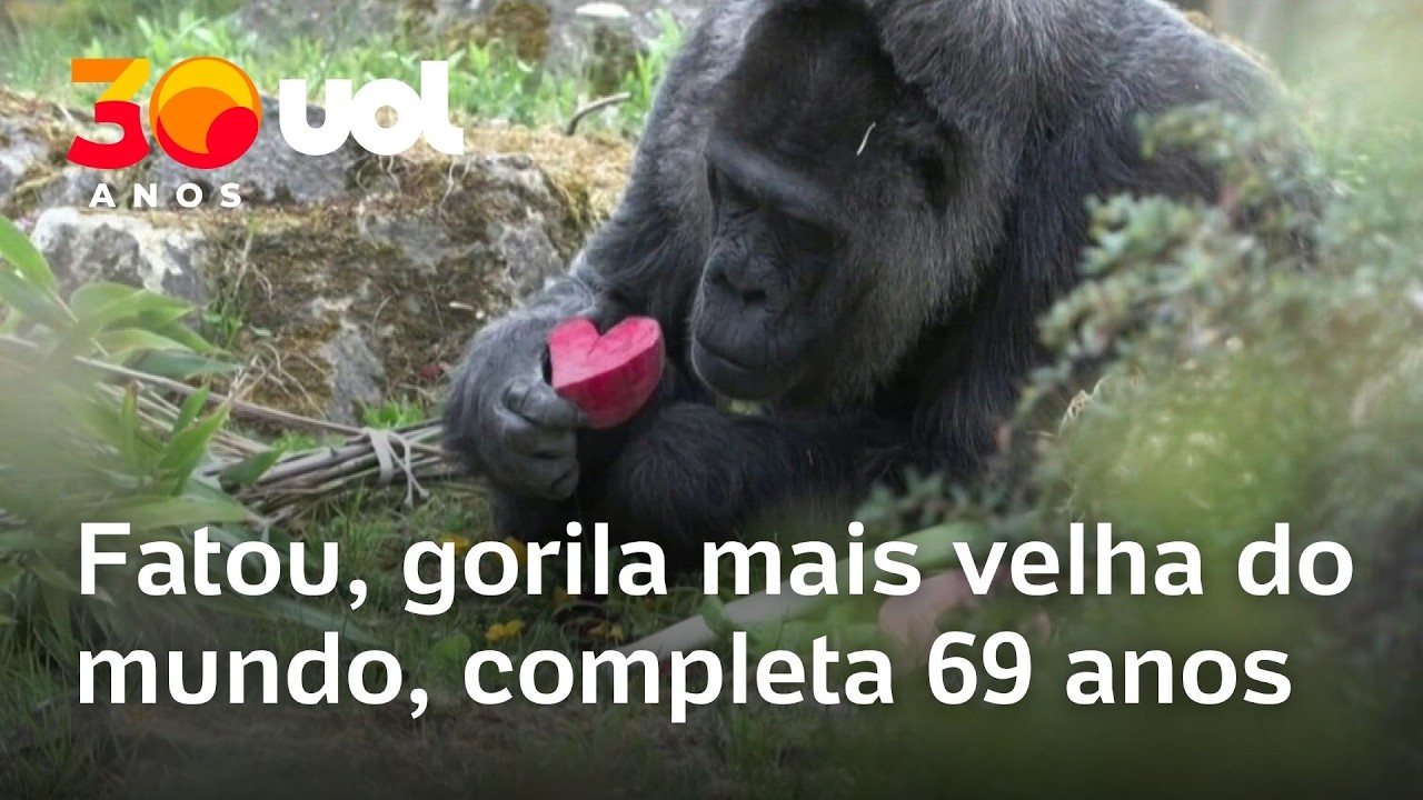 Recorde animal: conheça a história da gorila que atingiu os 69 anos de idade