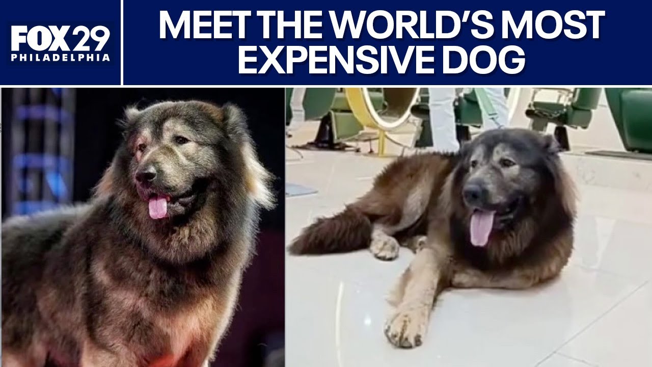 Meet the world