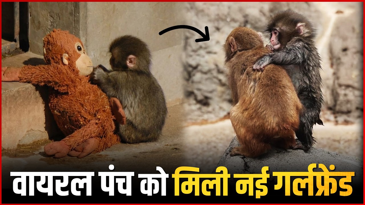 VIDEO: Baby Monkey Punch Finds Love with Momo Chan ❤️