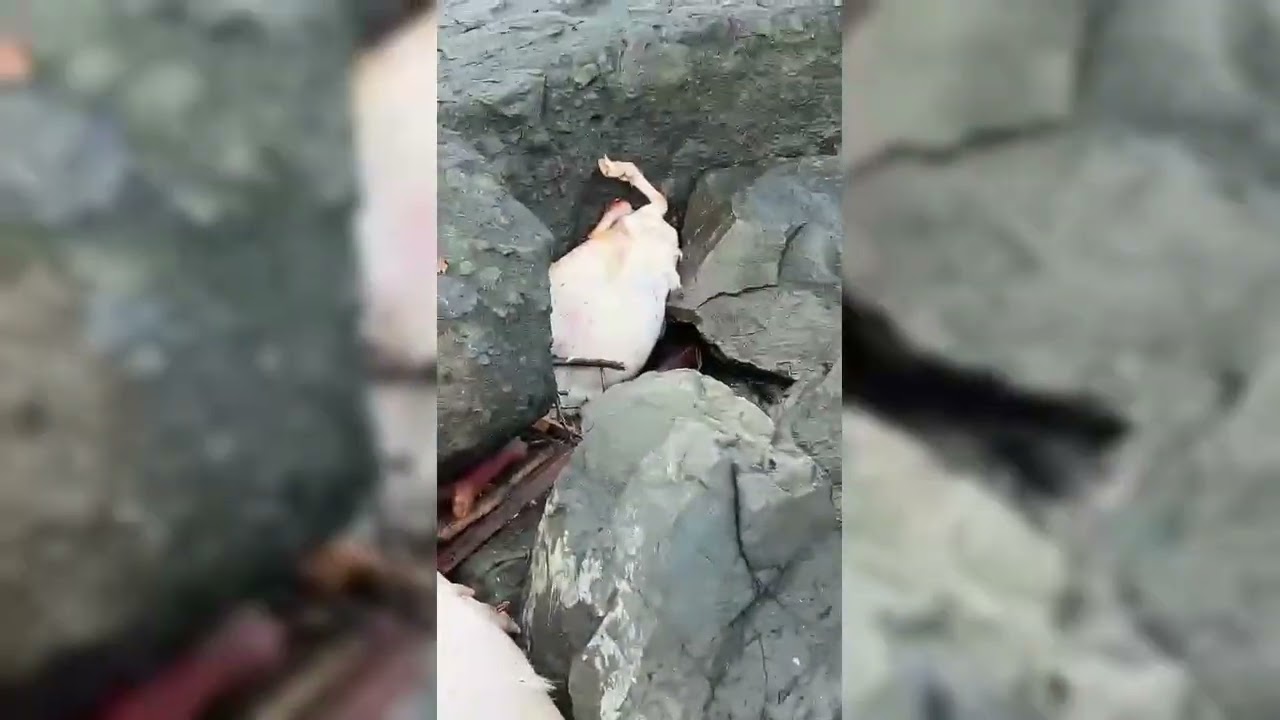 Морето край Царево се напълни със столевки