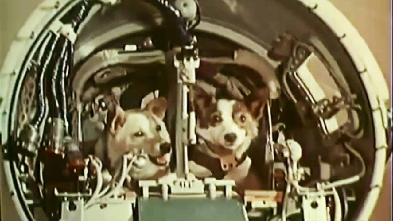 Belka and Strelka in space (Белка и Стрелка в космос)