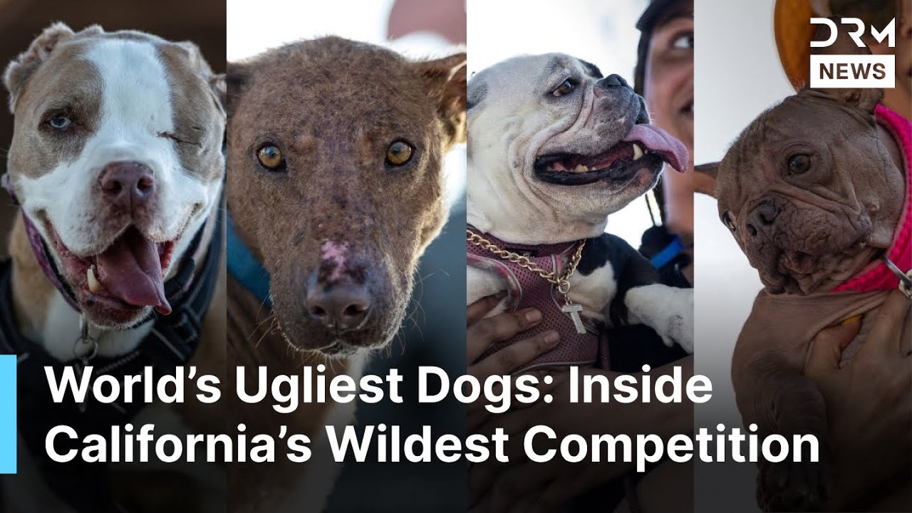 WATCH: World’s Ugliest Dog Contest 2025: Inside California’s Quirkiest Dog Competition | AQ1B
