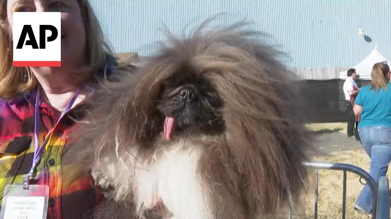 "Wild Thang" lives up to his name, wins World's Ugliest Dog Contest