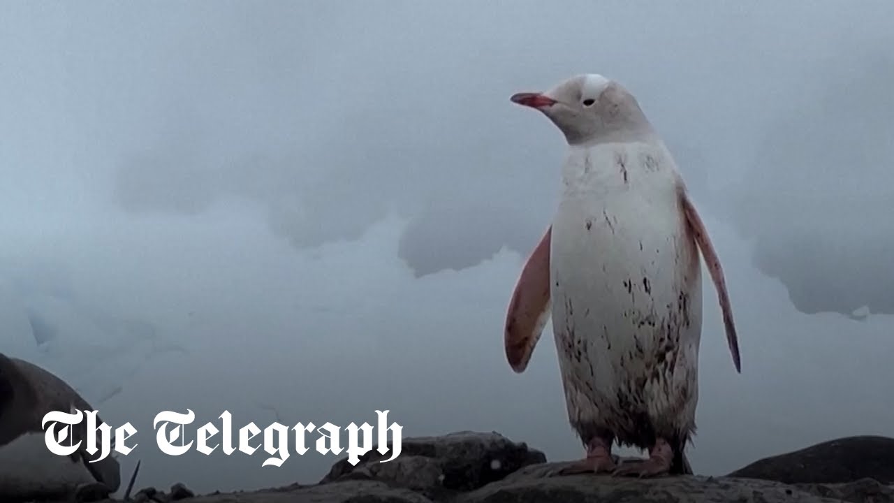 Rare white penguin spotted in Antarctica