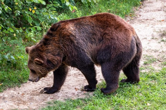 ОБРАТ: Ще отстрелят мечката, която нападна жена край Белица