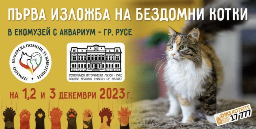 За пръв път в Русе се организира изложба на бездомни котки