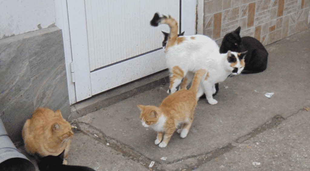 Жена, ухапана от улични котки, осъди община Шумен