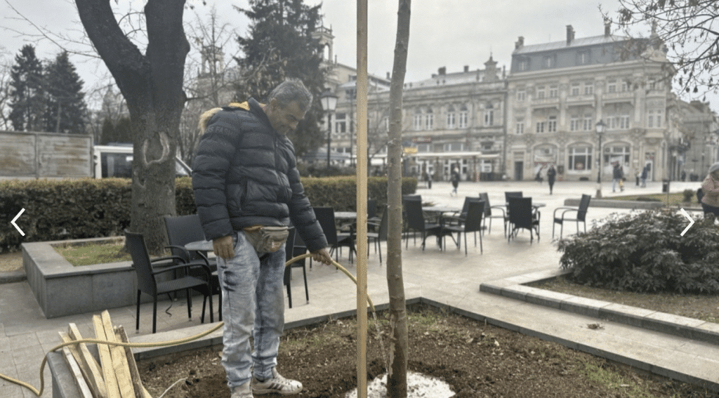 ОП „Паркстрой“ започна засаждането на нови широколистни дървета на мястото на премахнатите в центъра на Русе
