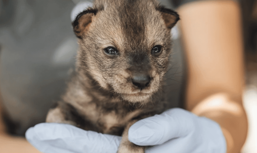 В „Animal Rescue Sofia” се грижат за два малки чакала, открити в природата от куче