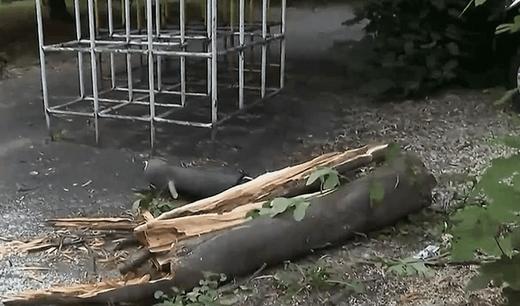 Клон от дърво се стовари върху баща и дете в Кърджали
