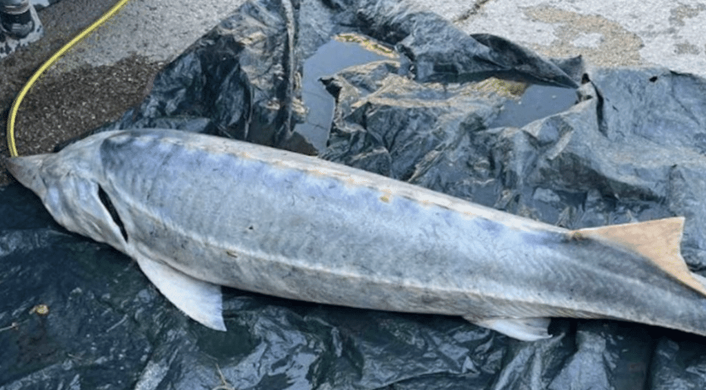 Двуметрова моруна стана жертва на бракониери край Свищов