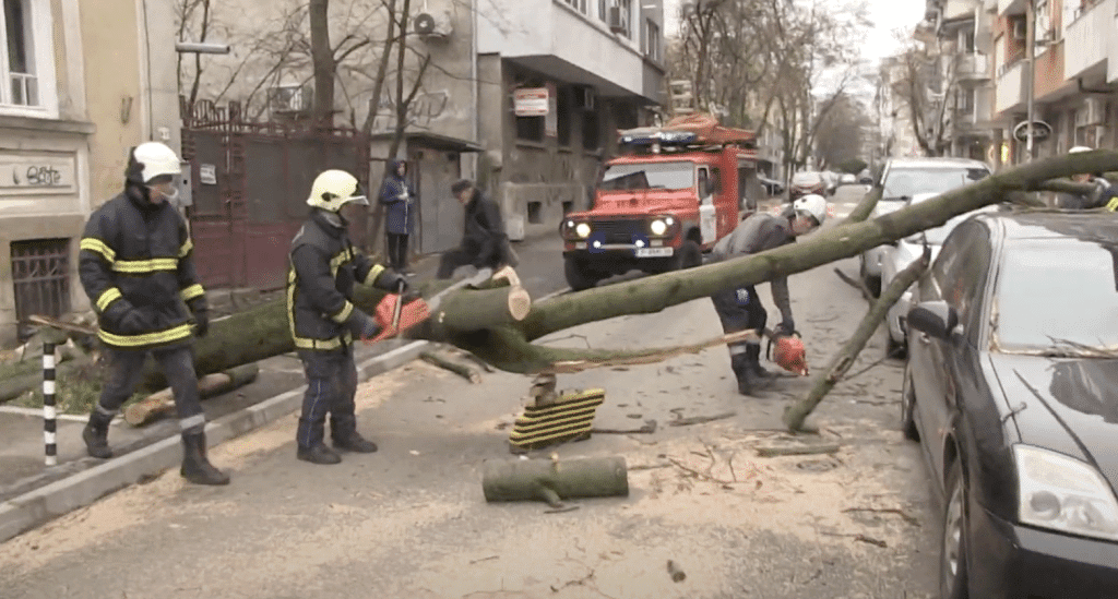 Две дървета се сгромолясаха в Русе