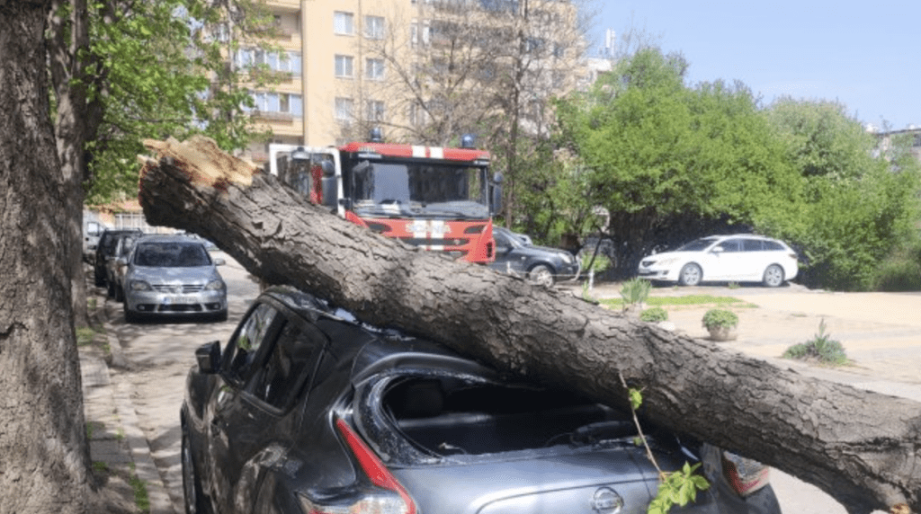 Паднало дърво премаза автомобил в София