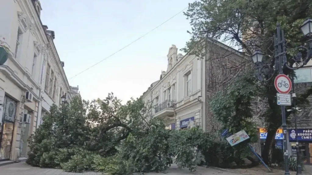 Голямо дърво падна в центъра на Русе