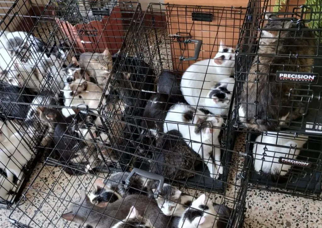 Спасиха 115 котки от апартамент в Букурещ