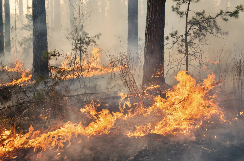 Областният управител проф. Владимиров обяви строг контрол и пакет от мерки срещу пожарите в Русенско