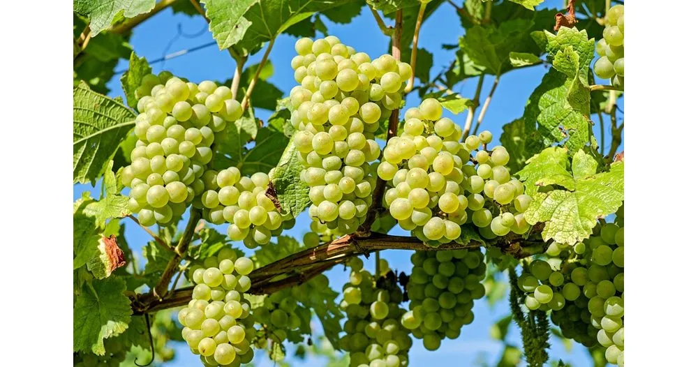 Лозари подготвят протест заради непродадената реколта